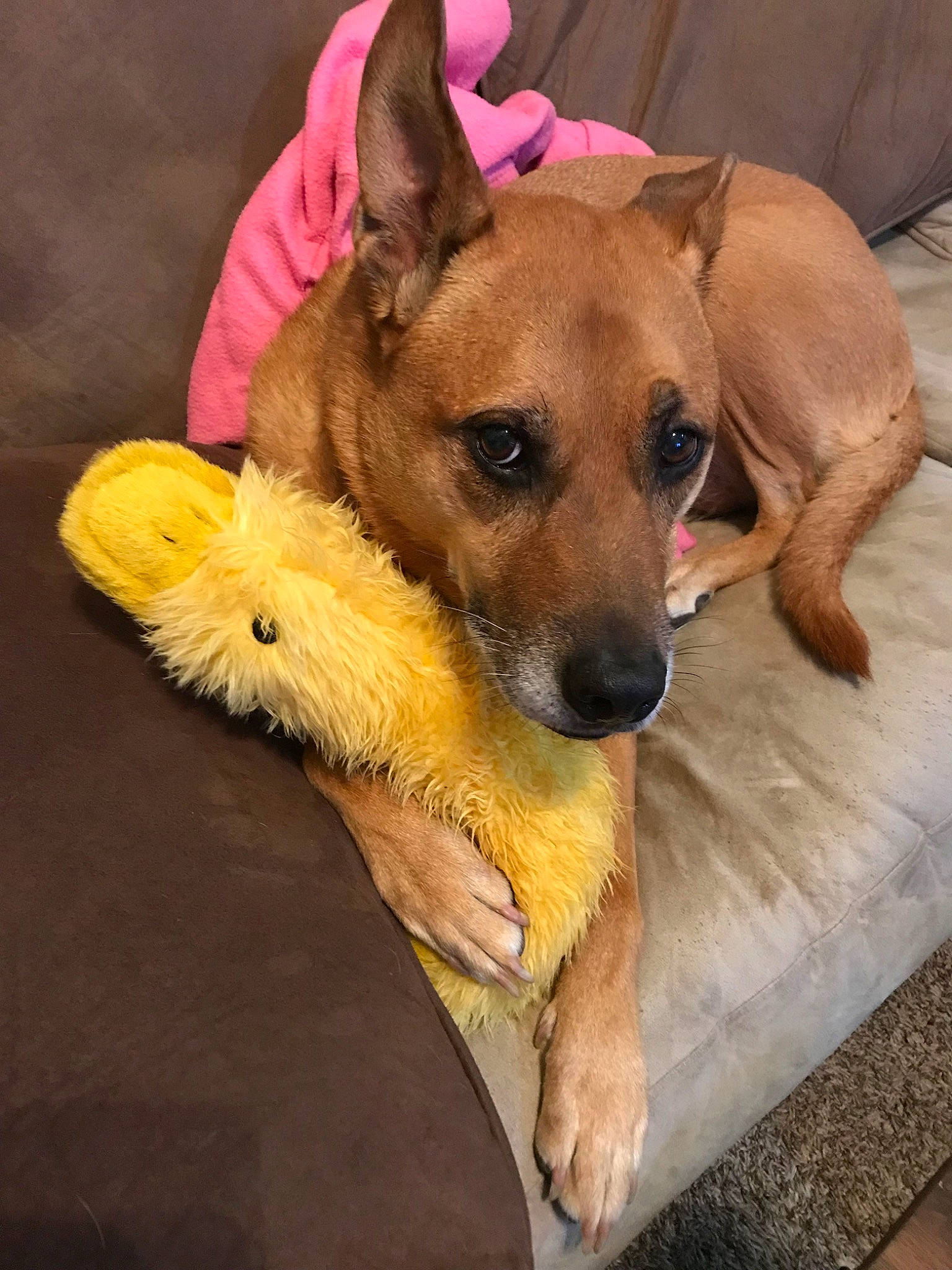 Vegas joined the competition — help win amazing prizes! canidae, carnivore, carolina_dog, companion_dog, dog, dog_breed, ear, fawn, feist, formosan_mountain_dog, mammal, paw, potcake_dog, puppy, rare_breed_dog, snout, street_dog, vertebrate, whiskers