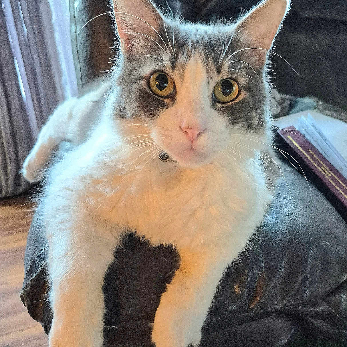 Mochi joined the competition — help win amazing prizes! animal, cat, chair, curious, ears, eyes, feline, floor, fur, gray_cat, home, indoor, leather, looking_at_camera, paw, pet, relaxed, scratched_furniture, whiskers, white_cat