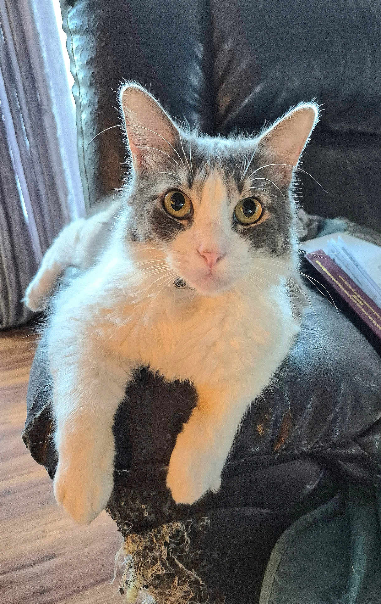 Mochi joined the competition — help win amazing prizes! cat, white_cat, gray_cat, pet, indoor, feline, animal, fur, whiskers, ears, eyes, chair, leather, scratched_furniture, relaxed, curious, looking_at_camera, paw, home, floor