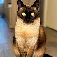 Chipie participe au concours pour gagner de l'argent avec cette photo : cat, siamese, pet, indoor, animal, feline, sitting, fur, eyes, yellow_eyes, wooden_floor, toy, home, blurred_background, closeup, whiskers, ears, tail, cute, domestic