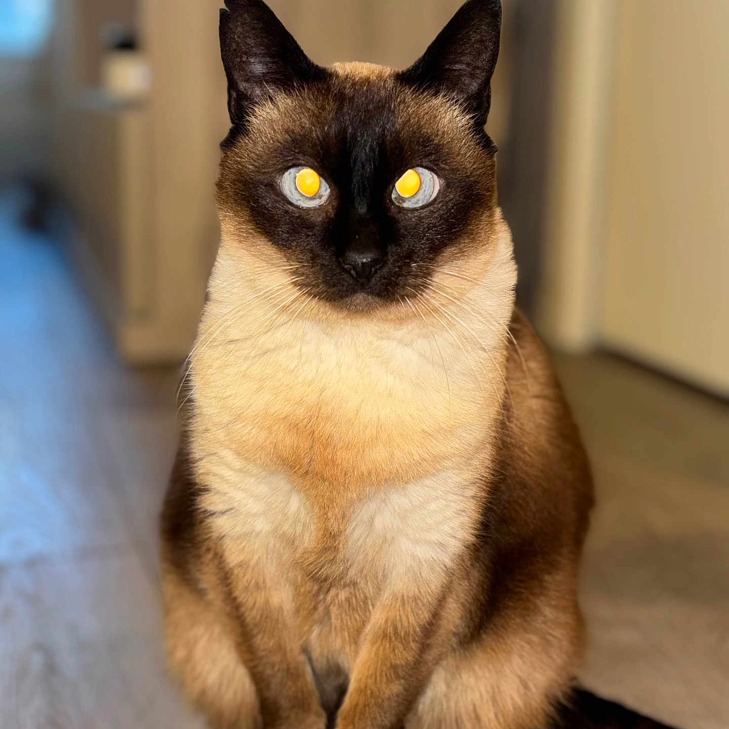 Chipie participe au concours pour gagner de l'argent avec cette photo : cat, siamese, pet, indoor, animal, feline, sitting, fur, eyes, yellow_eyes, wooden_floor, toy, home, blurred_background, closeup, whiskers, ears, tail, cute, domestic