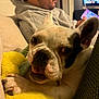 dog, french_bulldog, blanket, yellow, person, man, hoodie, couch, indoor, phone, relaxing, pet, sleepy, face, paw, fur, cozy, home, living_room, casual