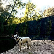 Ulk participe au concours pour gagner de l'argent avec cette photo : dog, french_bulldog, rocky_surface, water, trees, forest, sunlight, nature, outdoor, moss, stone_wall, pet, curious, animal, daylight, canine, landscape, greenery, harness, wildlife