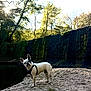 dog, french_bulldog, rocky_surface, water, trees, forest, sunlight, nature, outdoor, moss, stone_wall, pet, curious, animal, daylight, canine, landscape, greenery, harness, wildlife