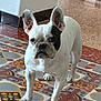 Ulk a rejoint le concours — aidez-le/la à gagner de superbes lots ! dog, french_bulldog, pet, animal, indoor, floor, tile, ears, white, black_patch, standing, alert, canine, companion, domestic, cute, portrait, curious, four_legs, paw