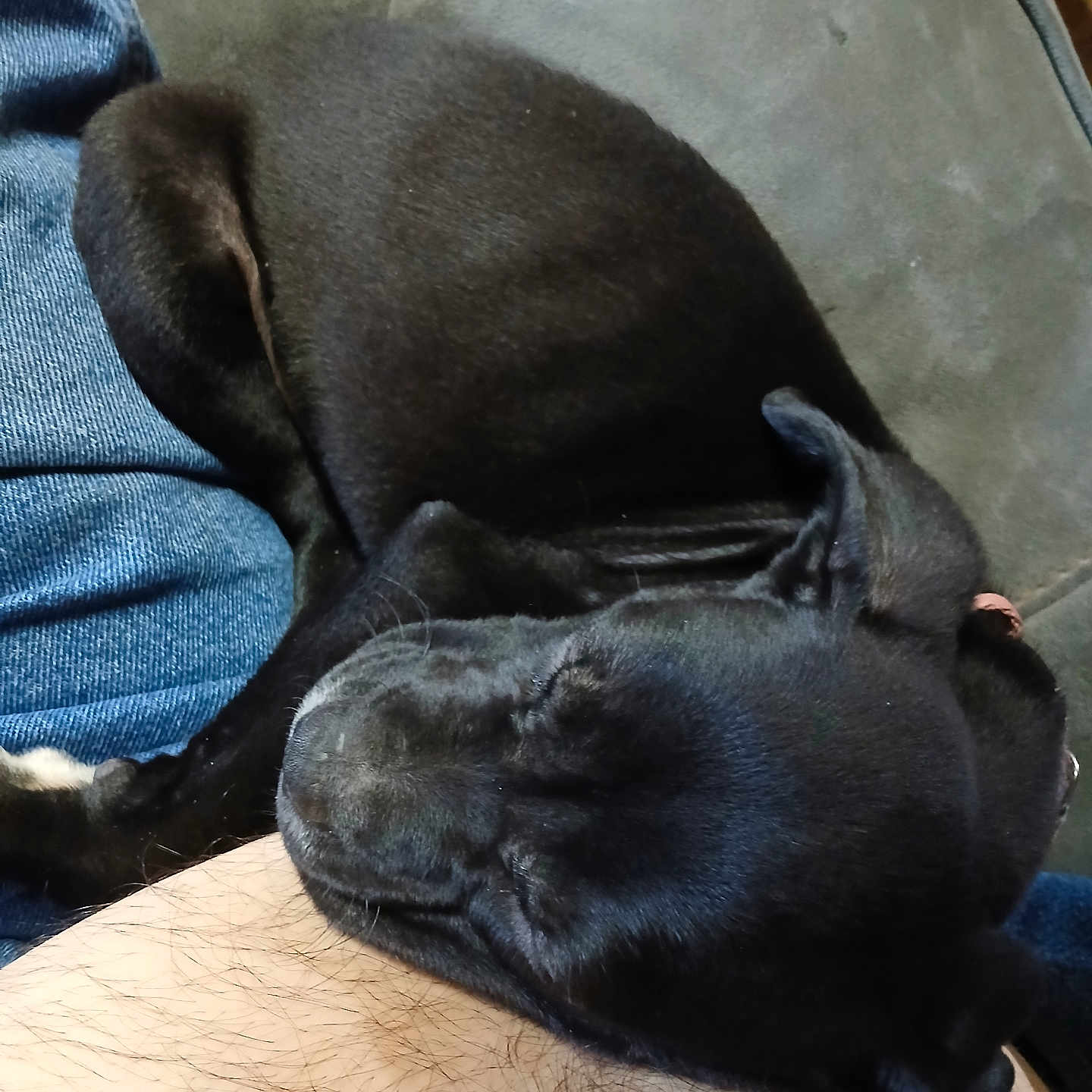 Toby is registered to the contest to win money with this photo: arm, black_dog, close_up, companion, couch, cozy, cute, denim, dog, domestic_animal, furry, hairy_arm, indoor, jeans, nap, pet, puppy, relaxation, resting, sleeping