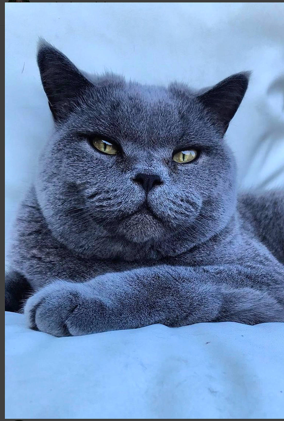 Marley joined the competition — help win amazing prizes! art, black_cat, carnivore, cat, comfort, domestic_short_haired_cat, electric_blue, felidae, font, fur, grey, illustration, rectangle, russian_blue, sitting, small_to_medium_sized_cats, snout, terrestrial_animal, whiskers