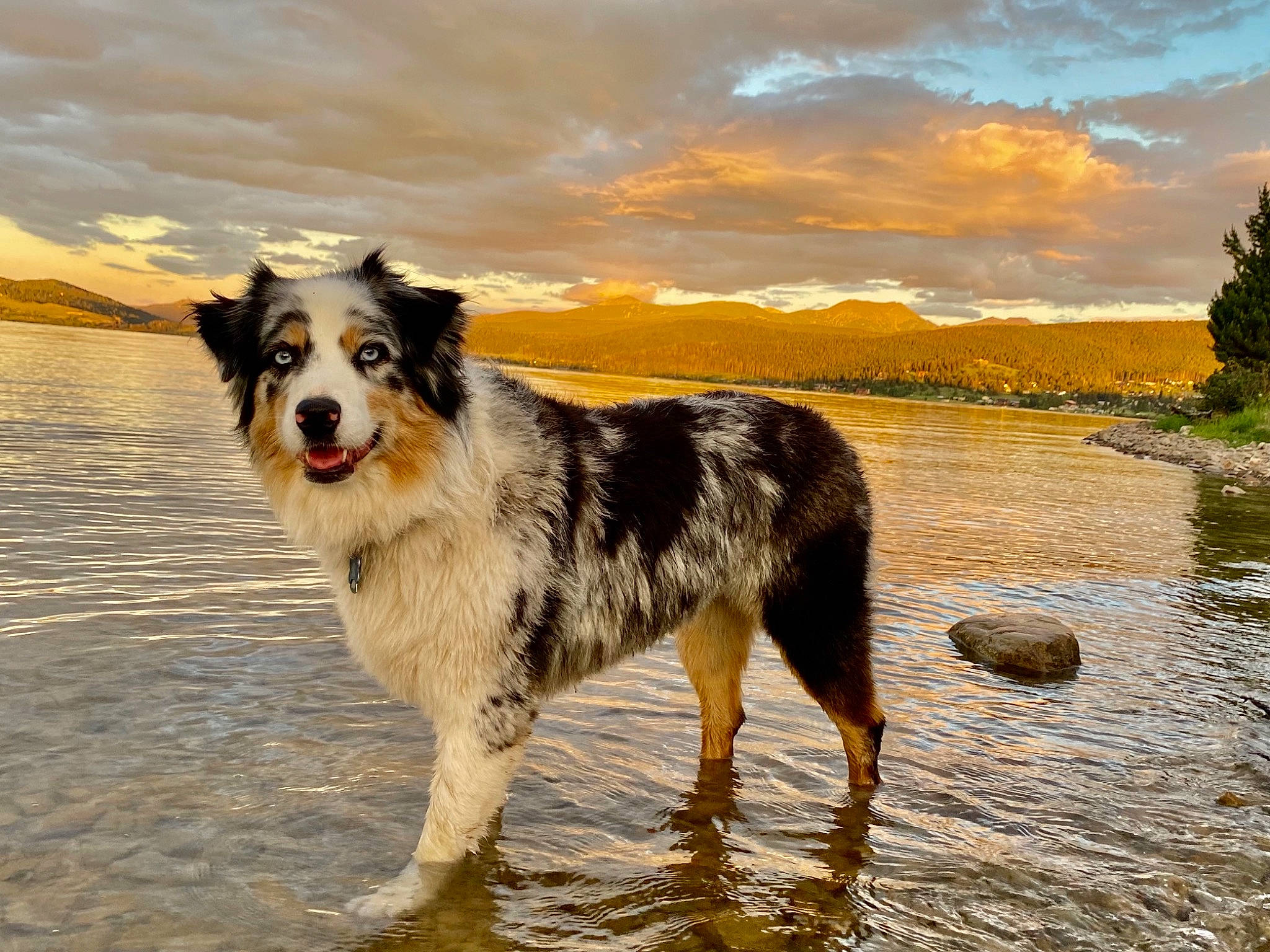 Kiwi is registered to the contest to win money with this photo: borzoi, canidae, carnivore, cloud, collar, companion_dog, dog, dog_breed, gun_dog, herding_dog, lake, landscape, natural_landscape, plant, sky, snout, sporting_group, tree, water, working_animal