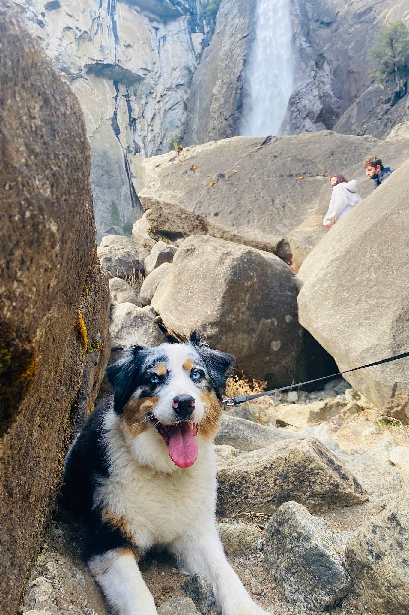 Kiwi is registered to the contest to win money with this photo: adventure, bedrock, canidae, carnivore, companion_dog, dog, dog_breed, fawn, formation, hill, landscape, mountain, mountain_range, outcrop, plant, recreation, rock, snout, sporting_group, walking