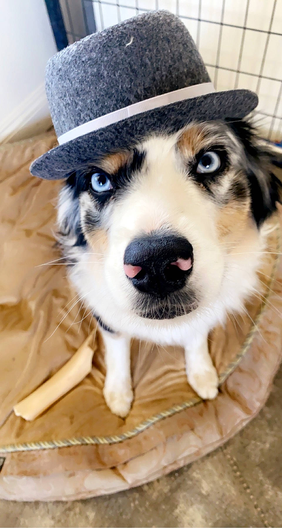 Kiwi joined the competition — help win amazing prizes! cap, carnivore, collar, companion_dog, costume_hat, cowboy_hat, dog, dog_breed, dog_collar, fashion_accessory, fedora, fur, hat, leash, plant, snout, sun_hat, whiskers, working_animal, working_dog