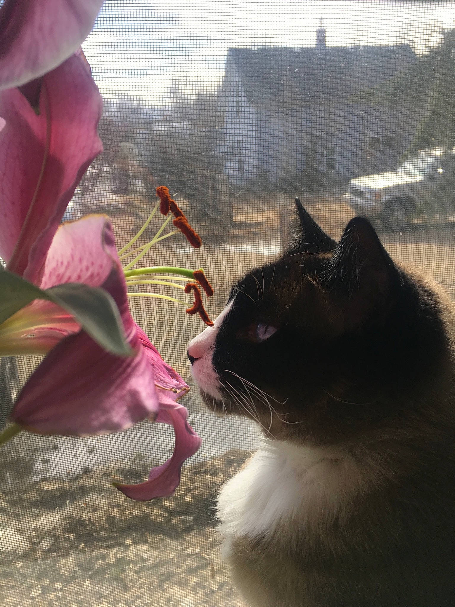 Jewels joined the competition — help win amazing prizes! carnivore, cat, domestic_short_haired_cat, fawn, felidae, fur, grass, herbaceous_plant, magenta, morning, petal, plant, shadow, sky, small_to_medium_sized_cats, sunlight, tail, tints_and_shades, whiskers, window