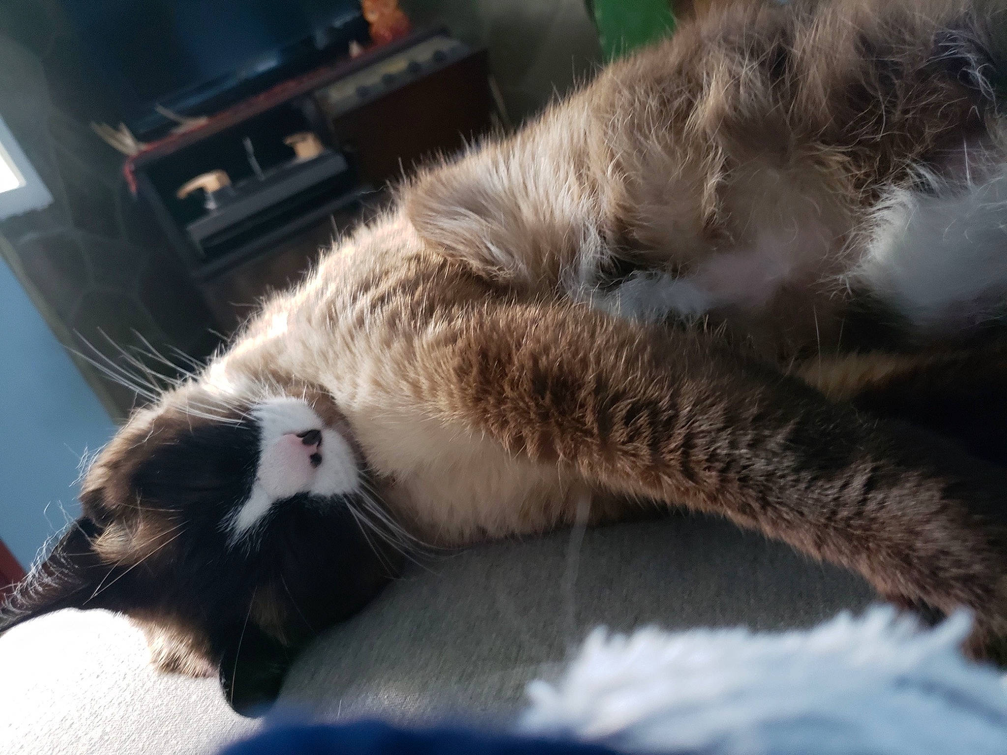 Jewels joined the competition — help win amazing prizes! carnivore, cat, claw, comfort, domestic_short_haired_cat, fawn, felidae, fur, human_leg, nap, paw, sleep, small_to_medium_sized_cats, snout, tail, television, terrestrial_animal, vertebrate, whiskers, wood