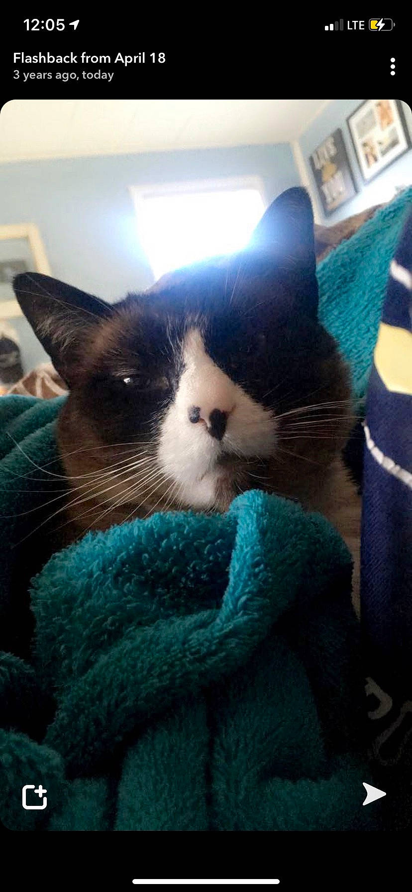 Jewels joined the competition — help win amazing prizes! carnivore, cat, claw, cloud, comfort, domestic_short_haired_cat, electric_blue, eye, felidae, fur, love, meteorological_phenomenon, nap, sky, small_to_medium_sized_cats, snout, square, tail, tree, whiskers