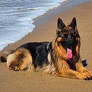 Vicky participe au concours pour gagner de l'argent avec cette photo : dog, german_shepherd, beach, sand, ocean, waves, tongue_out, canine, outdoor, sunny, relaxed, animal, pet, fur, lying_down, nature, water, mammal, summer, daytime