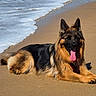 dog, german_shepherd, beach, sand, ocean, waves, tongue_out, canine, outdoor, sunny, relaxed, animal, pet, fur, lying_down, nature, water, mammal, summer, daytime