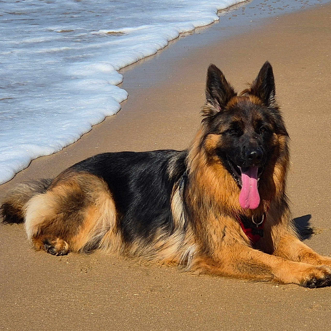Vicky participe au concours pour gagner de l'argent avec cette photo : dog, german_shepherd, beach, sand, ocean, waves, tongue_out, canine, outdoor, sunny, relaxed, animal, pet, fur, lying_down, nature, water, mammal, summer, daytime