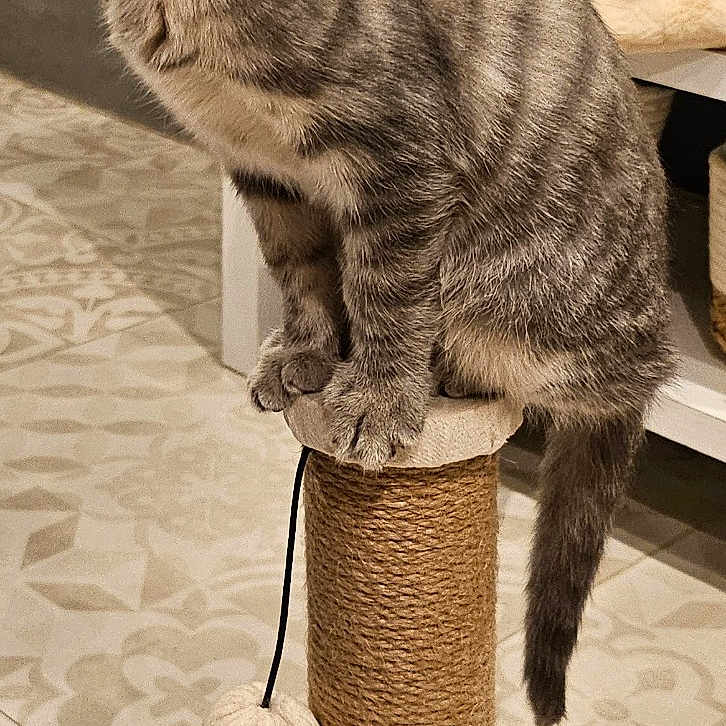 Tigrou participe au concours pour gagner de l'argent avec cette photo : abyssinian, accessories, angora, animal, cat, cylinder, drawer, furniture, hardwood, homedecor, indoors, kitten, linen, manx, pet, plywood, slate, strap, table, wood