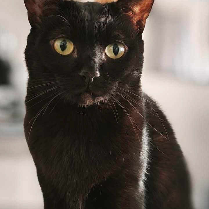 Molly