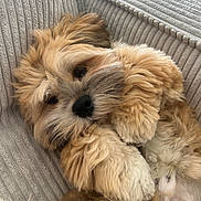 Rox participe au concours pour gagner de l'argent avec cette photo : adorable, brown, close_up, couch, cozy, cream, dog, fluffy, fur, indoor, nose, paws, pet, pillow, portrait, puppy, relaxed, sleepy, small_breed, whiskers