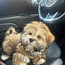 brown_fur, car_interior, closeup, cute, dashboard, dog, fiat_logo, fluffy, jacket, leash, passenger, pet, portrait, puffer_jacket, puppy, seat, small_breed, steering_wheel, travel, window