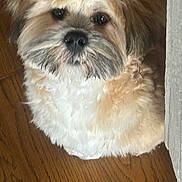 Rox a rejoint le concours — aidez-le/la à gagner de superbes lots ! dog, fluffy, beige, white, fur, pet, animal, indoor, wooden_floor, close_up, cute, small_dog, face, sitting, looking_up, domestic_animal, companion, furniture, brown, portrait