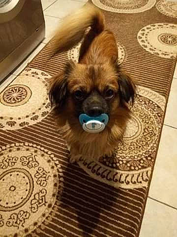 Aky participe au concours pour gagner de l'argent avec cette photo : brown, carnivore, companion_dog, dog, dog_breed, dog_supply, fawn, floor, flooring, fur, hardwood, kitchen_appliance, liver, pattern, paw, scale, serveware, toy_dog, wood, working_animal