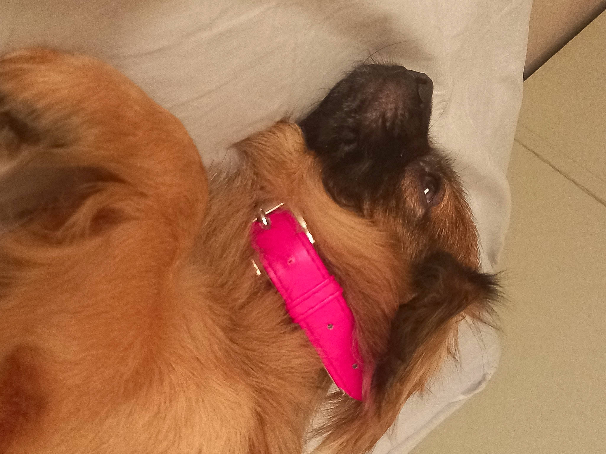 Aky a rejoint le concours — aidez-le/la à gagner de superbes lots ! canidae, carnivore, collar, comfort, companion_dog, dog, dog_breed, dog_collar, dog_supply, ear, fashion_accessory, fawn, fur, liver, pet_supply, snout, sporting_group, toy_dog, whiskers, working_animal