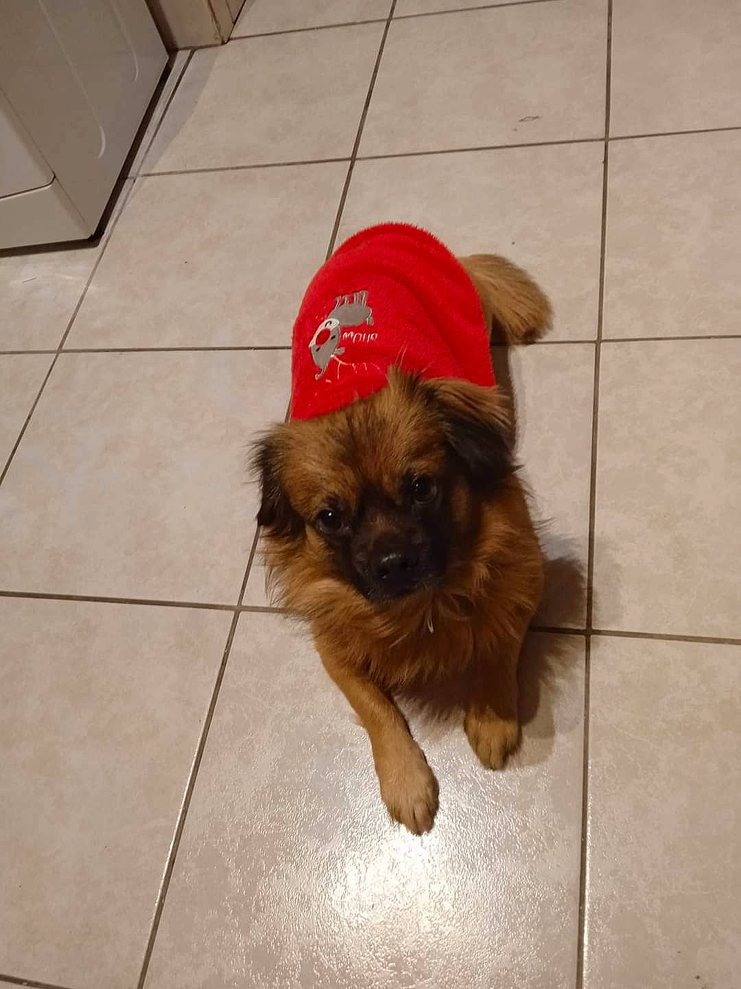 Aky a rejoint le concours — aidez-le/la à gagner de superbes lots ! carnivore, companion_dog, dog, dog_breed, dog_supply, fawn, floor, flooring, fur, hardwood, liver, non_sporting_group, paw, small_terrier, tail, terrestrial_animal, tile, tile_flooring, toy_dog, working_animal