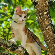 Aslan a rejoint le concours — aidez-le/la à gagner de superbes lots ! cat, animal, tree, branch, leash, orange_and_white, outdoor, nature, green_leaves, pet, curious, feline, climbing, young_cat, daylight, close_up, whiskers, ears, paws, fur
