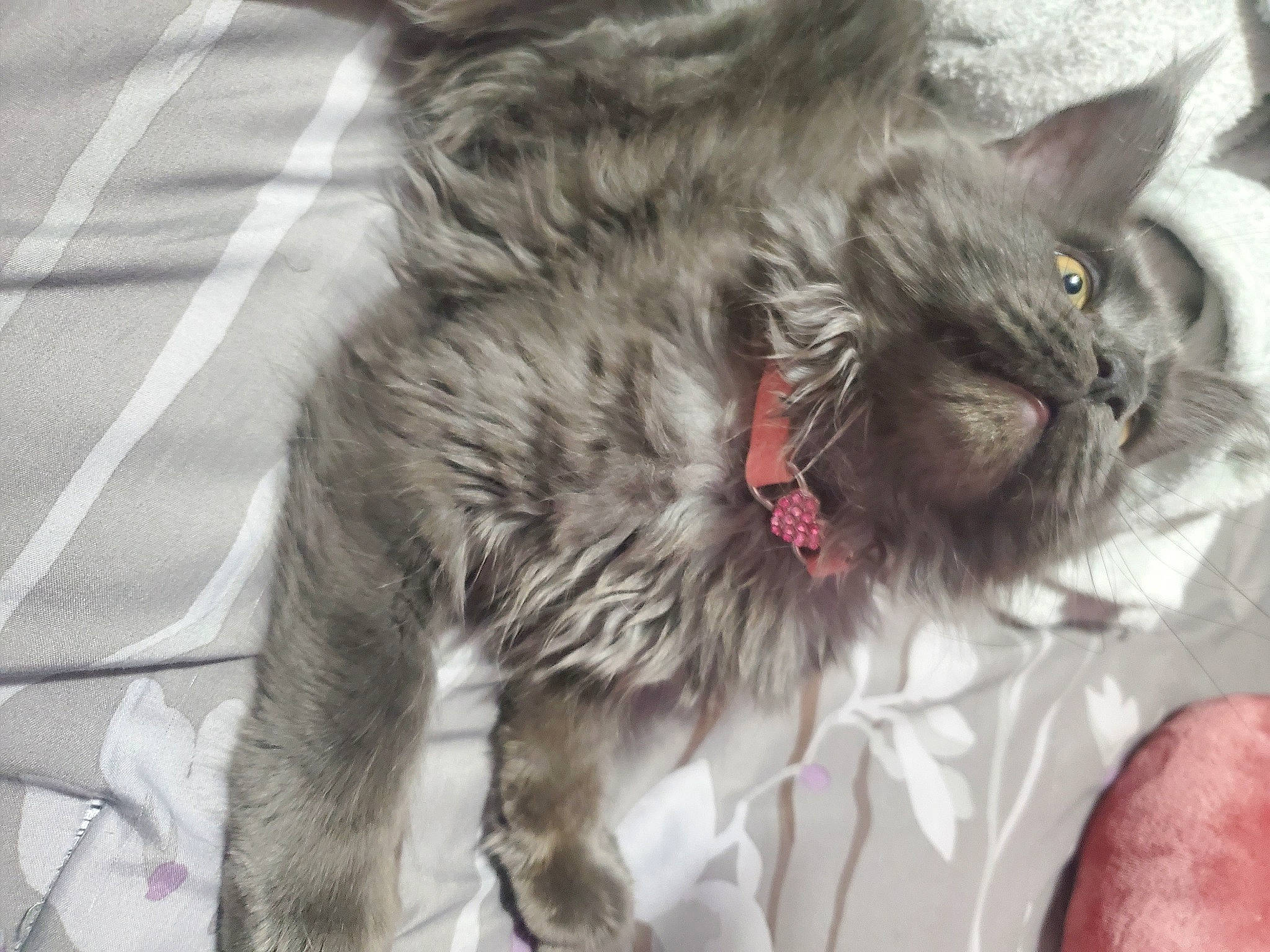 Graycie