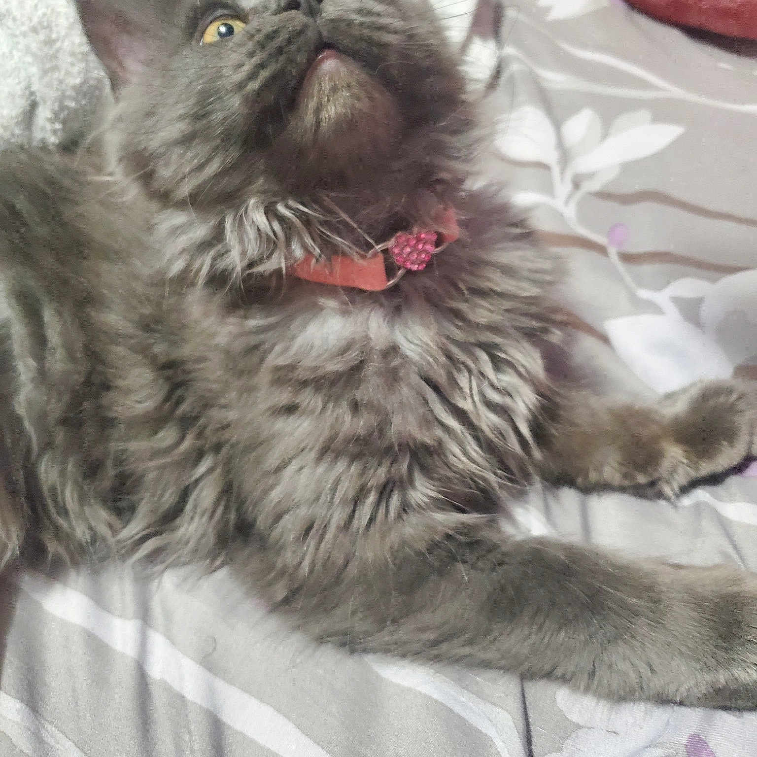 Graycie