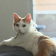 Sushi is registered to the contest to win money with this photo: animal, cat, collar, curious, domestic_cat, ears, feline, fur, indoor, looking_at_camera, lying_down, natural_light, orange_cat, pet, relaxed, soft_light, tail, whiskers, white_cat, window