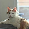 cat, white_cat, orange_cat, pet, animal, feline, indoor, relaxed, lying_down, fur, whiskers, ears, tail, window, natural_light, soft_light, curious, looking_at_camera, domestic_cat, collar