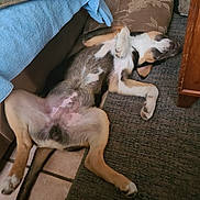 Atlas is registered to the contest to win money with this photo: animal, blanket, canine, carpet, cozy, cushion, cute, dog, domestic_animal, floor, fur, home, indoor, lying_down, paw, pet, relaxed, resting, sleeping, tile_floor