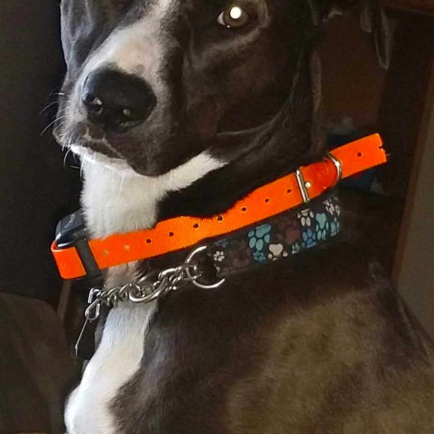 Sophie is registered to the contest to win money with this photo: animal, attention, brown_coat, canine, close_up, collar, companion, dog, domestic, ears, friendly, fur, hand, indoor, nose, orange, pet, petting, portrait, white_markings