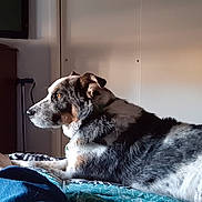 Poncho is registered to the contest to win money with this photo: animal, bed, blanket, calm, cozy, dog, dresser, foot, furniture, home, human, indoor, light, living_space, looking, pet, resting, shadow, side_view, television