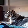 animal, bed, blanket, calm, cozy, dog, dresser, foot, furniture, home, human, indoor, light, living_space, looking, pet, resting, shadow, side_view, television