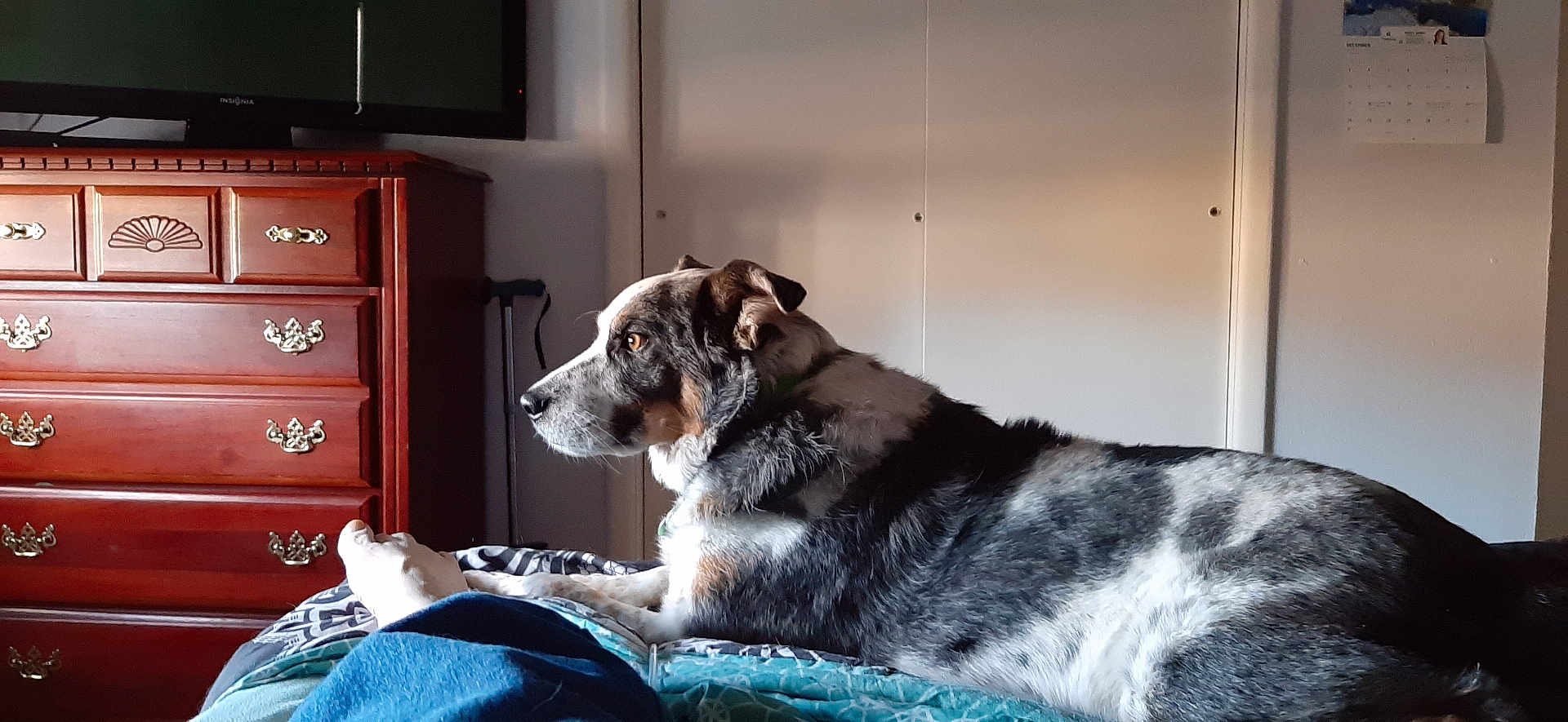Poncho is registered to the contest to win money with this photo: animal, bed, blanket, calm, cozy, dog, dresser, foot, furniture, home, human, indoor, light, living_space, looking, pet, resting, shadow, side_view, television