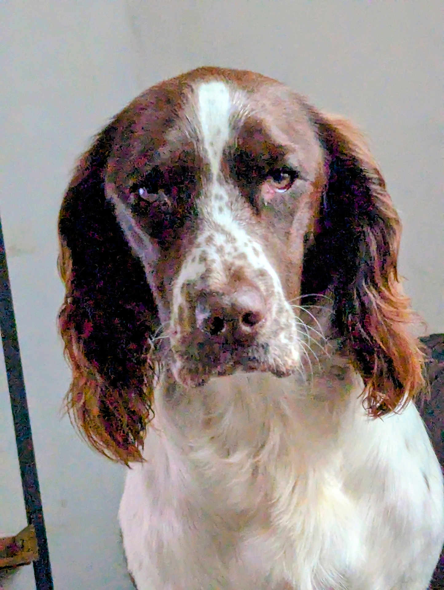 Vaïkah participe au concours pour gagner de l'argent avec cette photo : dog, brown_and_white, close_up, pet, animal, ears, fur, portrait, indoor, looking_at_camera, mammal, canine, expression, face, whiskers, nose, head, sitting, background, domestic_animal
