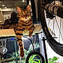 Hunter joined the competition — help win amazing prizes! animal, bengal_cat, bicycle_wheel, cat, cozy, fur, furniture, greenery, indoor, lamp, light, man, perch, pet, plant, reflection, relaxed, wheel, whiskers, window