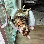 Hunter joined the competition — help win amazing prizes! cat, cat_bed, curious, cushion, ears, feline, glass_door, green_eyes, home_interior, indoor, lounging, natural_light, pet, relaxed, sofa, spotted_cat, upside_down, whiskers, window, wooden_floor