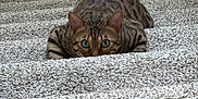 Hunter joined the competition — help win amazing prizes! alert, animal, bengal_cat, brown_fur, carpet, cat, crouching, curious, cute, domestic_animal, ears, feline, focused, green_eyes, indoor, patterned_fur, pet, stairs, tail, whiskers