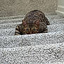 alert, animal, bengal_cat, brown_fur, carpet, cat, crouching, curious, cute, domestic_animal, ears, feline, focused, green_eyes, indoor, patterned_fur, pet, stairs, tail, whiskers