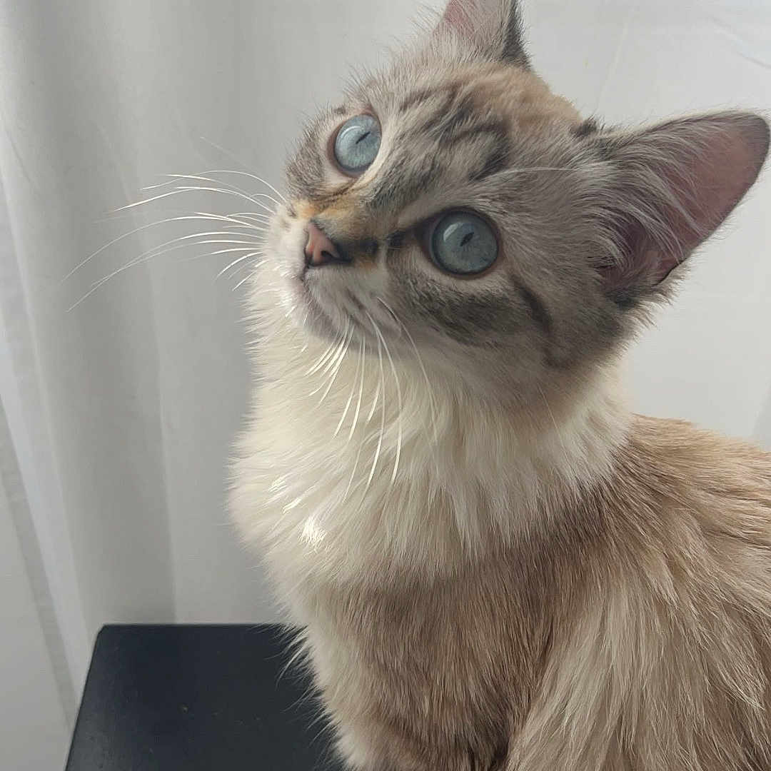 Ambre a rejoint le concours — aidez-le/la à gagner de superbes lots ! animal, black_surface, blue_eyes, cat, close_up, curious, cute, domestic, ears, feline, fluffy, fur, indoor, peaceful, pet, portrait, sitting, soft_light, whiskers, white_curtain