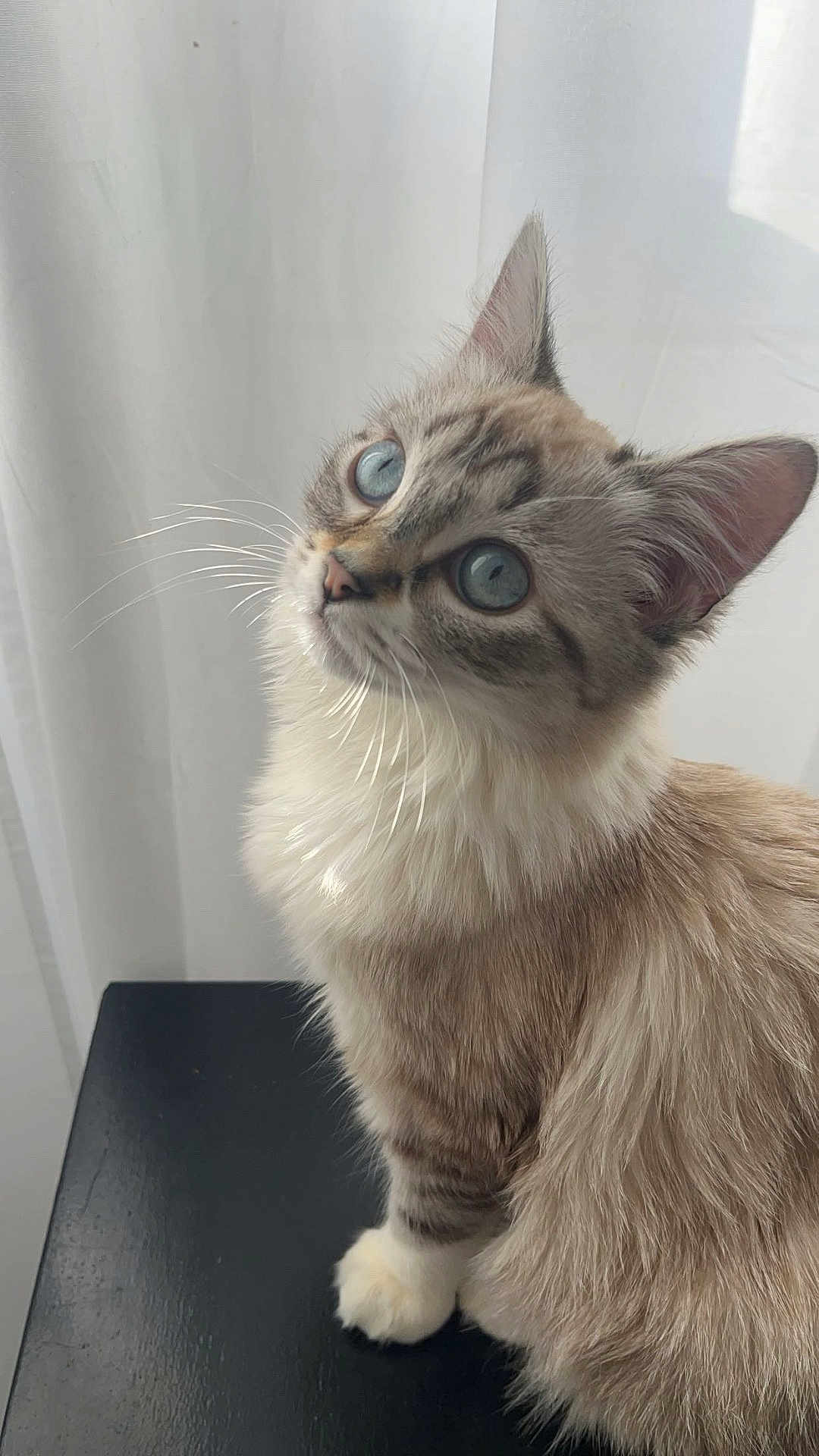 Ambre a rejoint le concours — aidez-le/la à gagner de superbes lots ! animal, black_surface, blue_eyes, cat, close_up, curious, cute, domestic, ears, feline, fluffy, fur, indoor, peaceful, pet, portrait, sitting, soft_light, whiskers, white_curtain