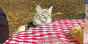 Ambre participe au concours pour gagner de l'argent avec cette photo : animal, cat, checkered, curious, daylight, food_wrapping, forest, ground, leaves, nature, outdoor, pet, picnic, plastic, plastic_container, red_and_white, relaxation, tablecloth, tree, water_bottle