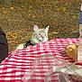 animal, cat, checkered, curious, daylight, food_wrapping, forest, ground, leaves, nature, outdoor, pet, picnic, plastic, plastic_container, red_and_white, relaxation, tablecloth, tree, water_bottle
