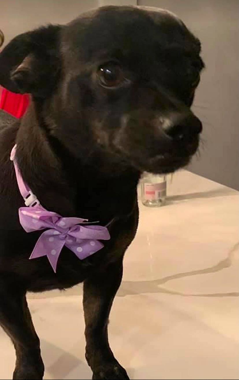 Trixie is registered to the contest to win money with this photo: borador, canidae, carnivore, collar, companion_dog, dog, dog_breed, dog_collar, dog_supply, fashion_accessory, fawn, fur, leash, liver, personal_protective_equipment, pet_supply, snout, sporting_group, whiskers, working_animal