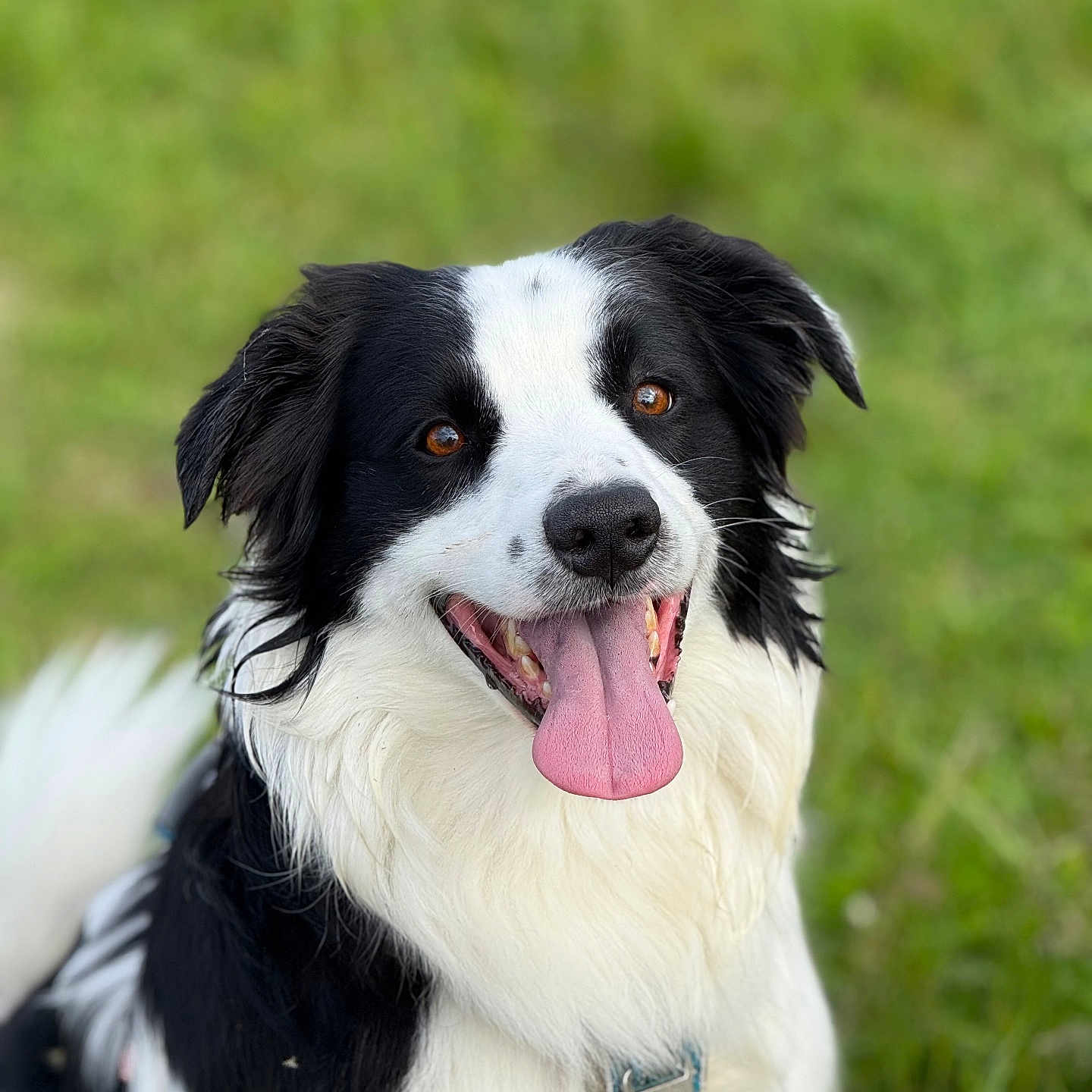 Gaitz participe au concours pour gagner de l'argent avec cette photo : accessories, animal, ball, bodypart, canine, cockerspaniel, collie, dog, grass, lawn, leash, mouth, papillon, person, pet, plant, puppy, sport, strap, tongue