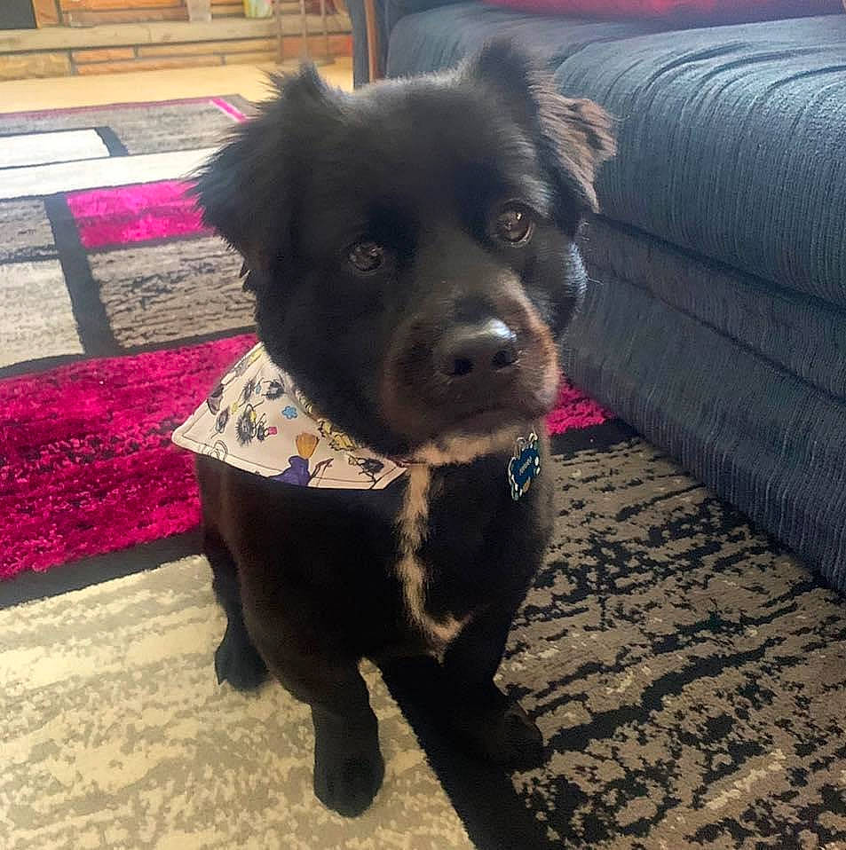 Totoro joined the competition — help win amazing prizes! borador, canidae, carnivore, companion_dog, dog, dog_breed, mammal, patterdale_terrier, puppy, rare_breed_dog, schipperke, sporting_group, vertebrate